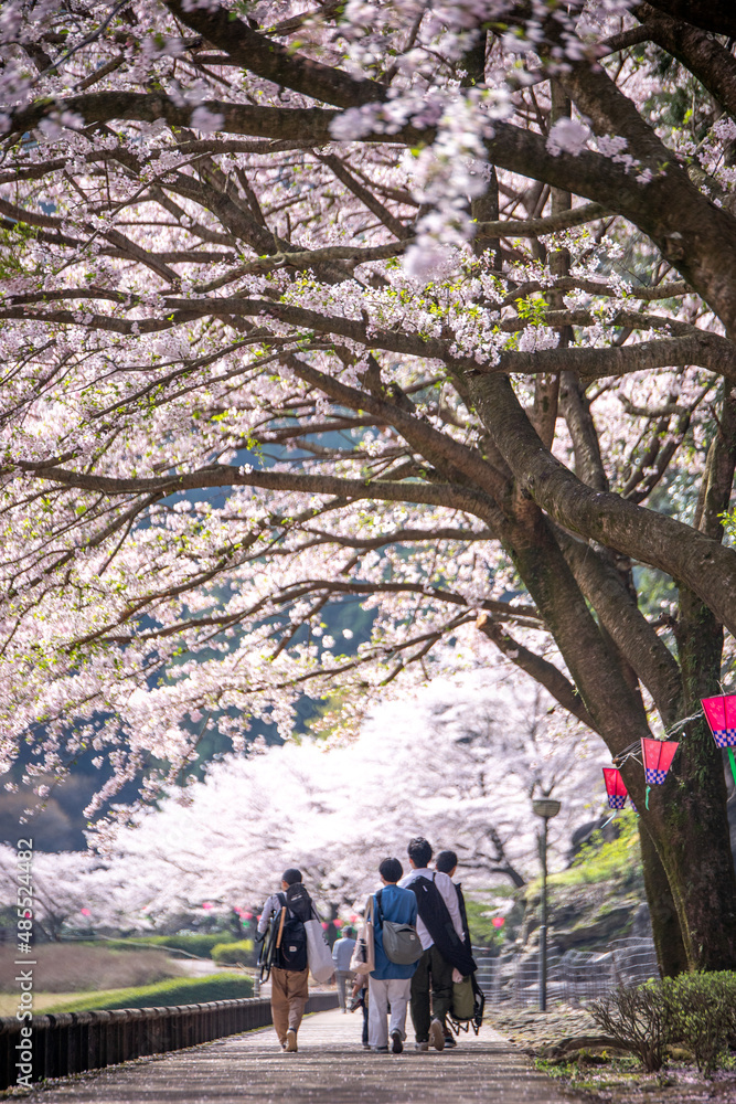 桜とランタン　春のイメージ