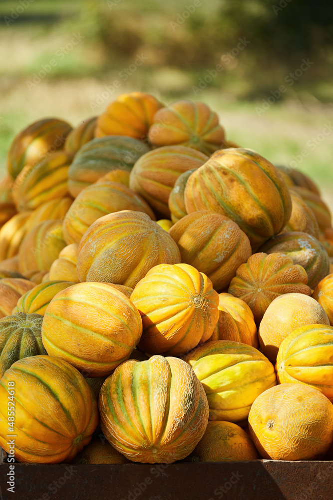 Fruit yellow ripe melon in the field after harvest. Ecological products and agriculture