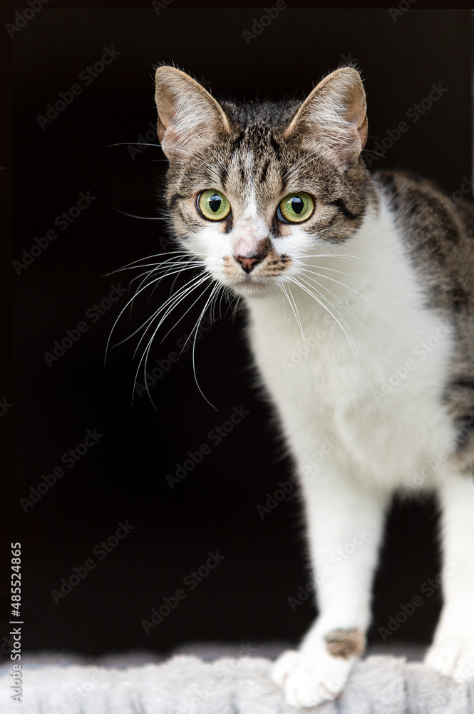 Portrait einer Hauskatze vor schwarzem Hintergrund Portrait einer Hauskatze vor schwarzem Hintergrund
