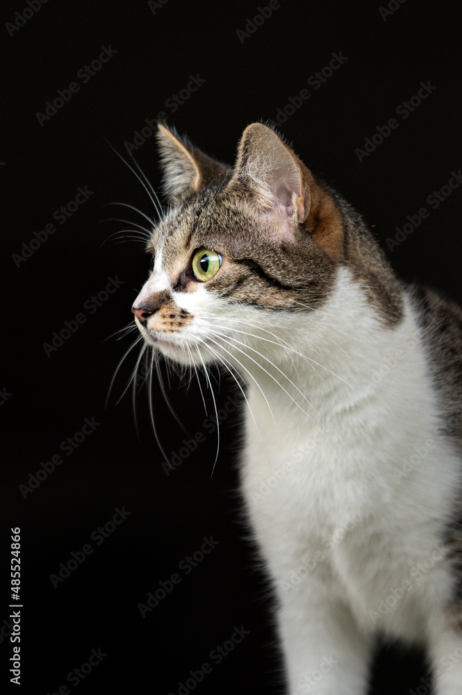 Portrait einer Hauskatze vor schwarzem Hintergrund