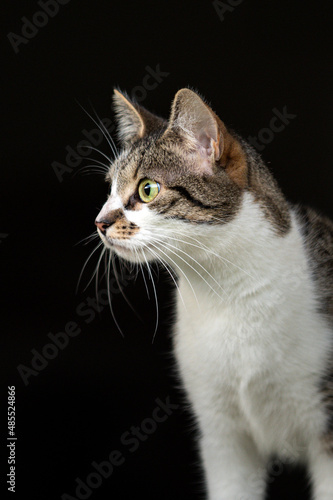 Portrait einer Hauskatze vor schwarzem Hintergrund