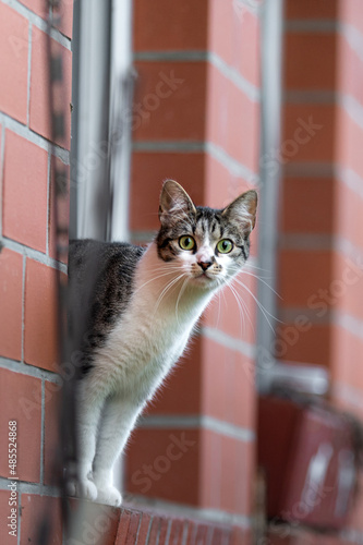 Bauernhofkatze steht auf der Fensterbank und schaut nach draußen