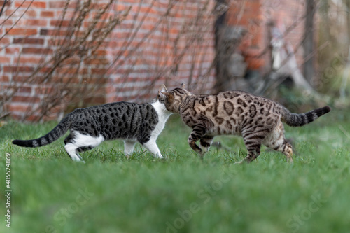 zwei Katzen begr    en sich im Garten