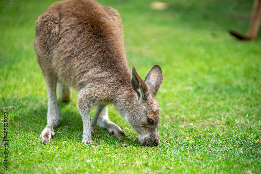 Fototapeta premium カンガルーのポートレート