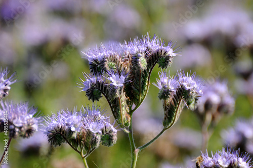 Phacelia photo