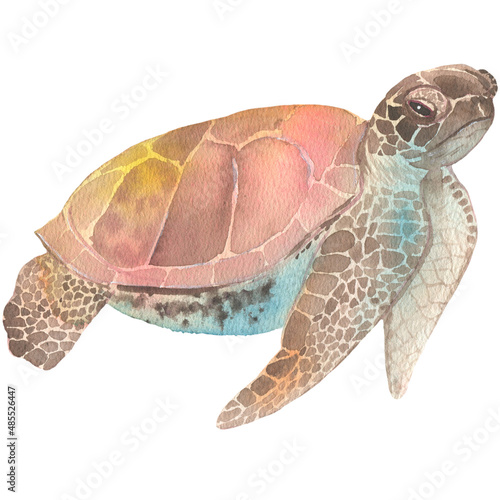Photography Colorful turtle Hand painting watercolor illustration.