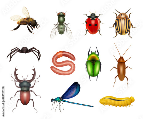 Insects. Realistic flies dragonflies ants insect pests larvae butterflies decent vector colored pictures of scarab or beetles bugs