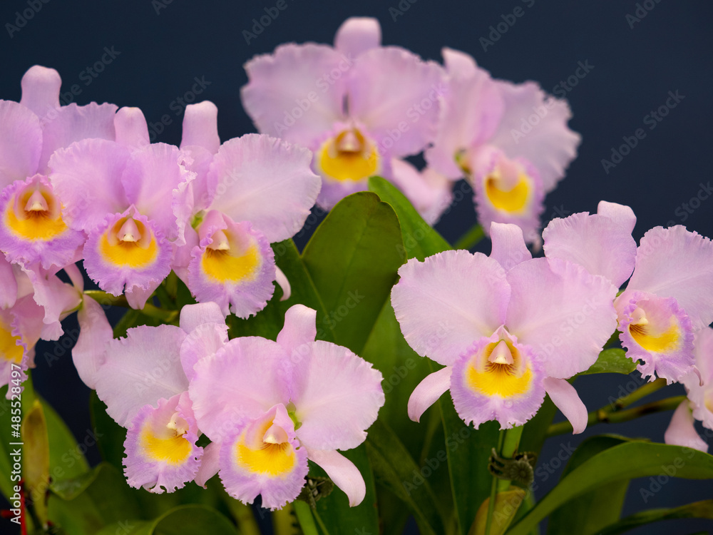 Fototapeta premium 洋ランの花 カトレア