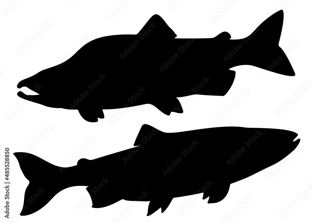 Obraz premium Pink salmon and salmon in a set. Vector image.