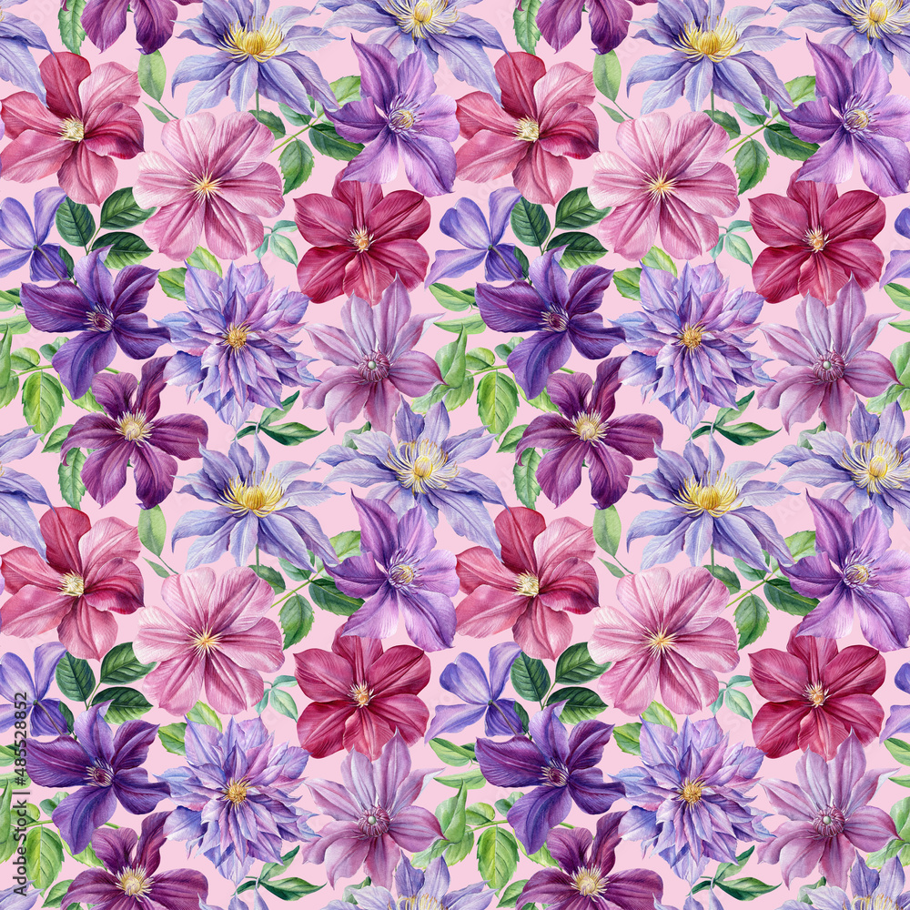 Purple flower. Clematis watercolor, botanical illustration, hand drawing painting, seamless pattern