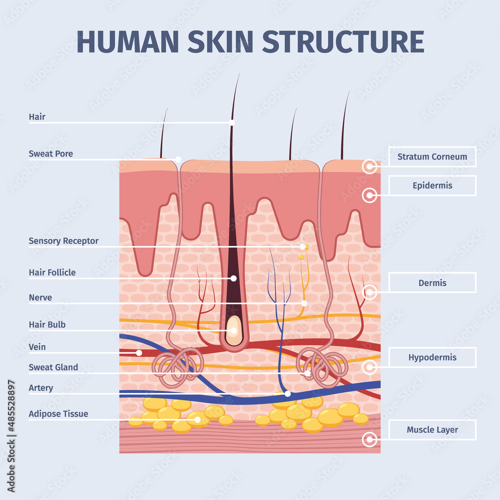 Skin layers. Detailed illustrations of human structure anatomy peles ...