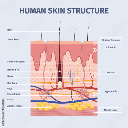 Skin layers. Detailed illustrations of human structure anatomy peles layered garish vector flat infographic template of skin
