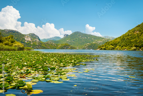 Lotus on skadar lake
