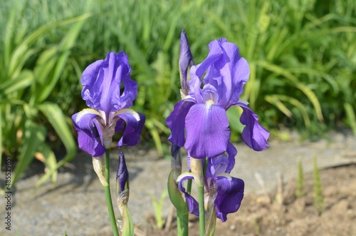 Blooming wild Italian iris, scientific name Iris cengialti