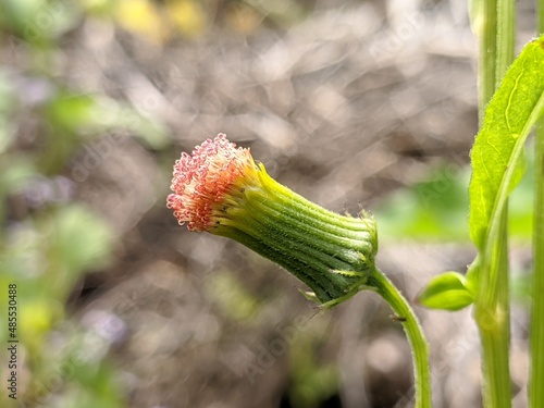 Sintrong plants (Crassocephalum crepidioides) grow wild in the tropical climate of Borneo photo