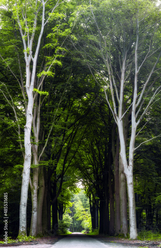 An asphalted highway runs through a forest with a row of trees on both sides in the Netherlands