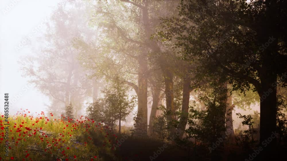 Sunbeams entering forest on a misty autumnal morning Sunbeams entering forest on a misty autumnal morning
