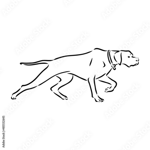 Dog Hand Drawn. Pointer. Vector illustration isolated