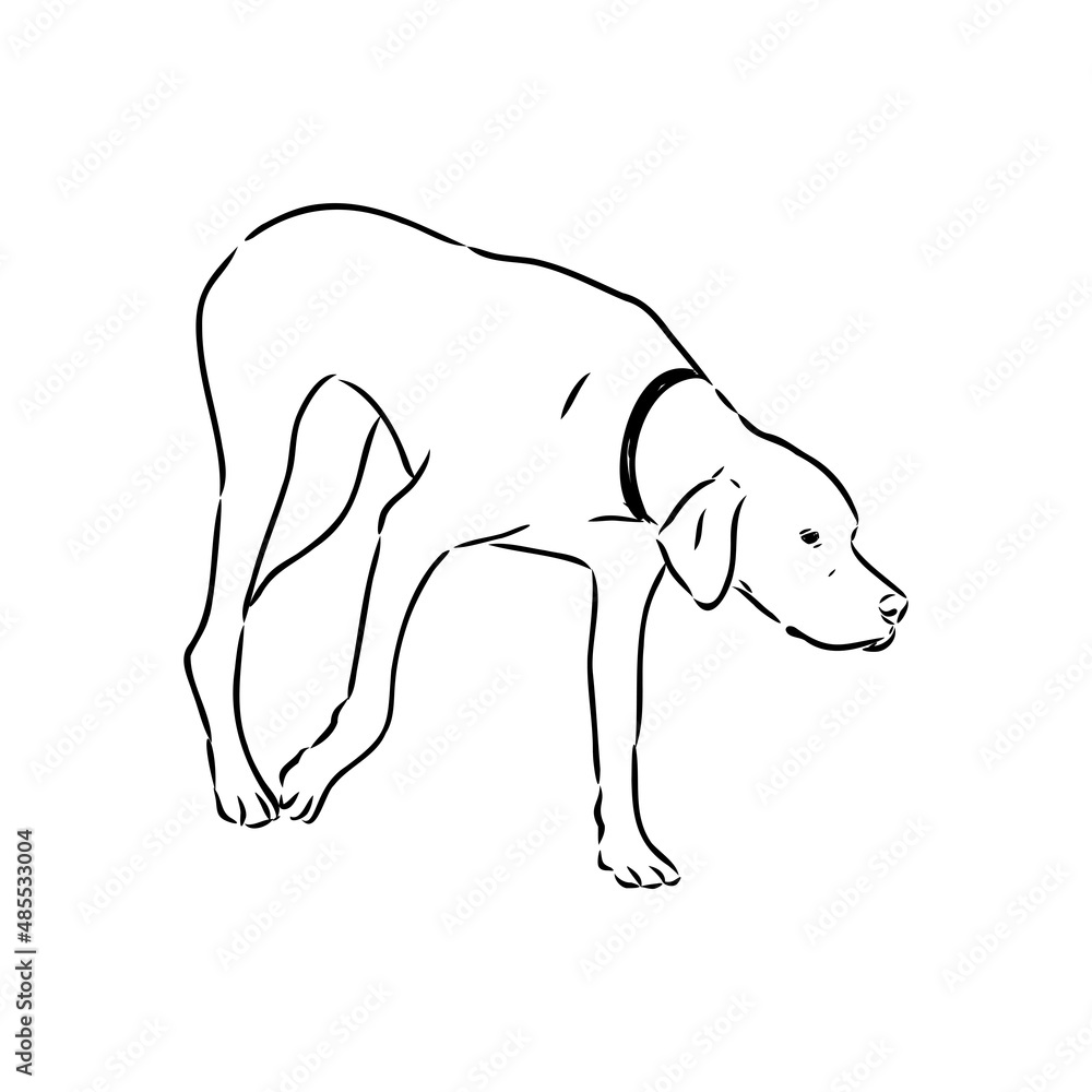 Dog Hand Drawn. Pointer. Vector illustration isolated Dog Hand Drawn. Pointer. Vector illustration isolated