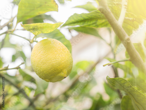 Ripe fresh lemon hangs on tree branch in sunshine. Closeup.