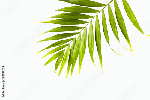 green leaf of palm tree on isolated white background. eco friendly cosmetology product.