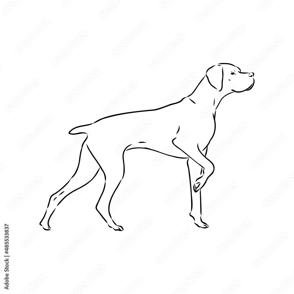 Fototapeta premium Dog Hand Drawn. Pointer. Vector illustration isolated