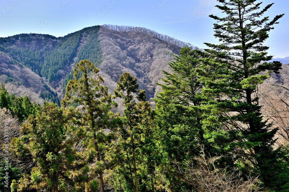 Obraz premium 道志山塊の大丸 御座敷の松より矢平山を望む 