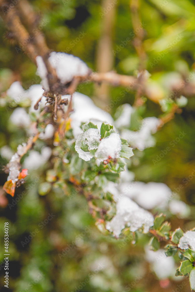 snow in tree snow in tree