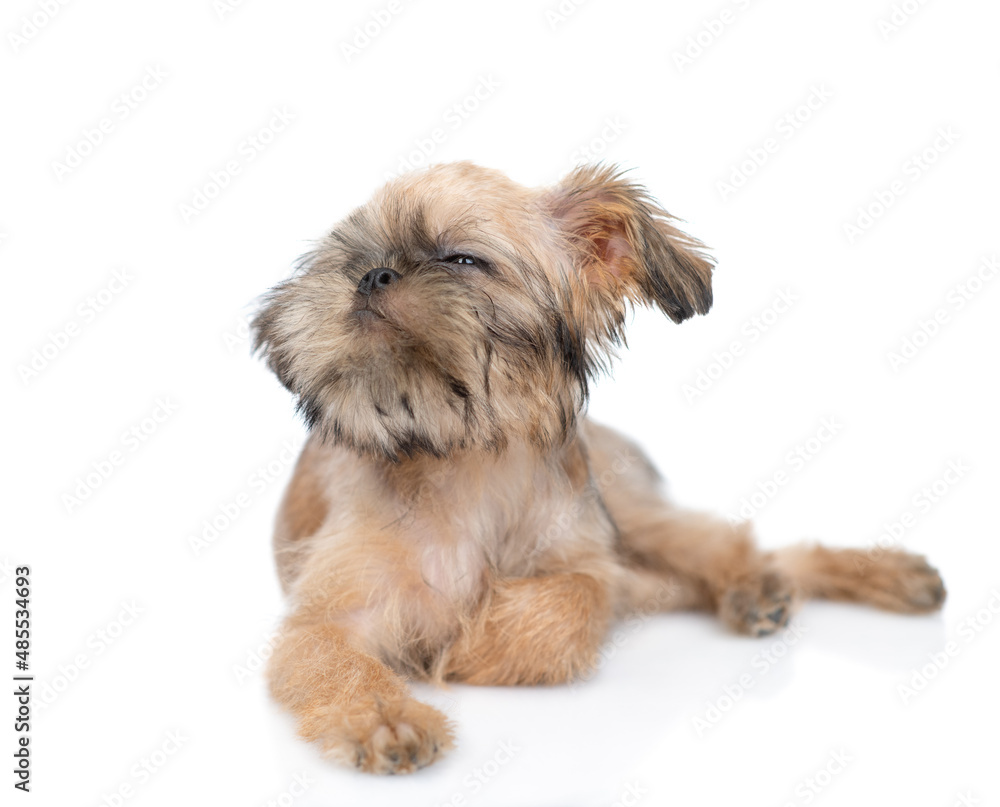 Happy Brussels Griffon puppy lying and looking away and up. isolated on white background