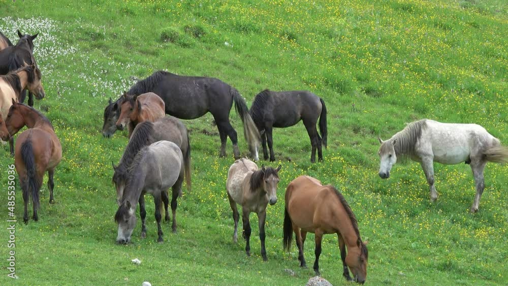 Herd of horses grazing in mountains at summer, 4k Herd of horses grazing in mountains at summer, 4k