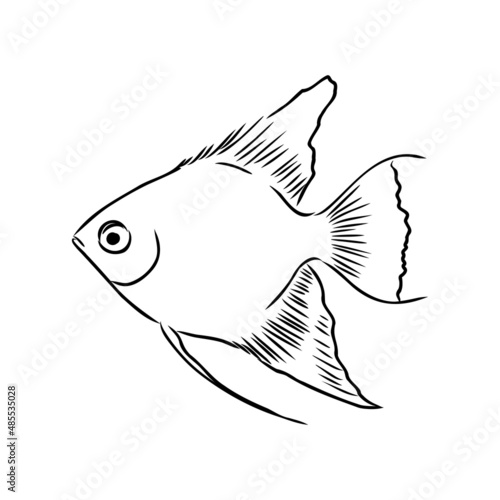 goldfish , hand drawing, vector illustration isolated on white background aquarium fish vector