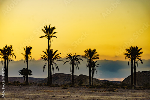 Palm trees in Sierra Alhamilla mountains  Spain