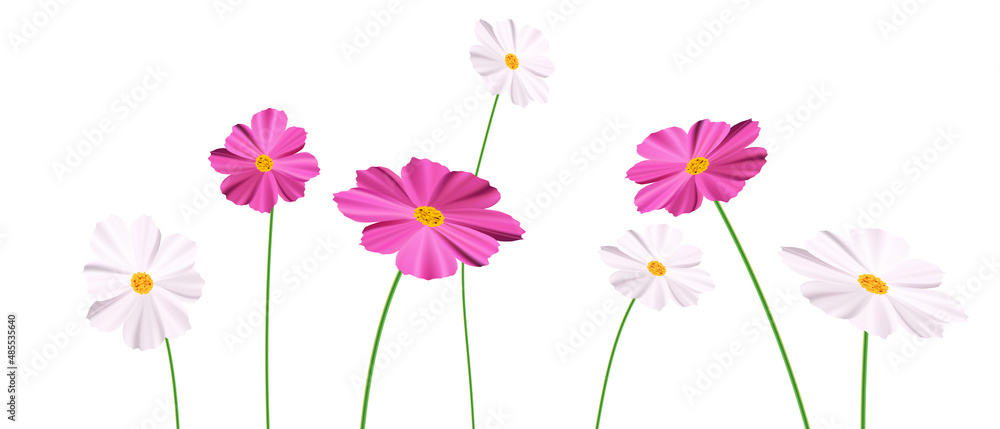 Spring Flowers Vector Background colorful flowers on a vector illustration