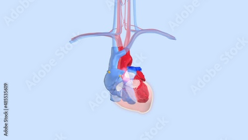 Sinus rhythm: Rhythmical contraction, heart beating of a human heart caused by electrical signals generated by the sinus node. 3d animation