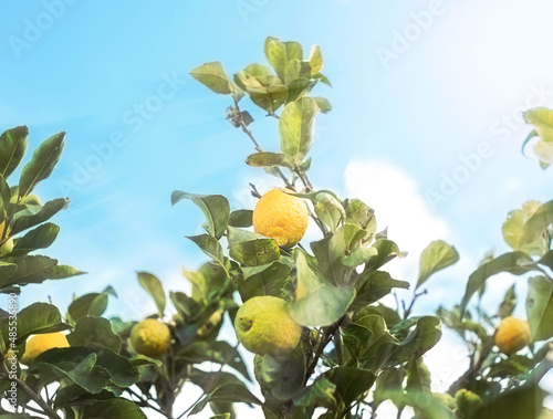 Yellow lemons on tree branches on blue sky