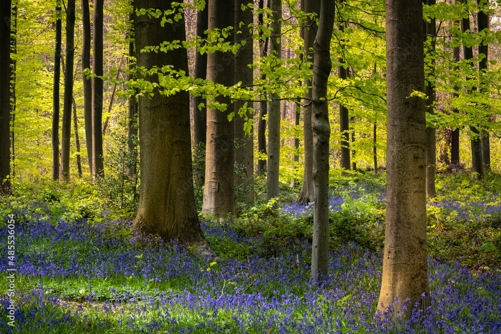 Hallerbos blauer wald in Belgien mit blue bells Hasenglöckchen Hallerbos blauer wald in Belgien mit blue bells Hasenglöckchen