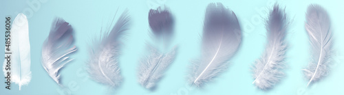Trendy coral feather. White Sieve fallen feathers isolated on pale blue background. Exotic feathers bird, soft and stressed gray