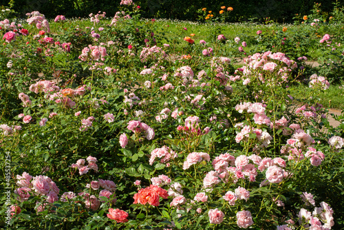 Fototapeta Naklejka Na Ścianę i Meble -  Blossoming beautiful rose flowers. Pink roses blossom in summer garden