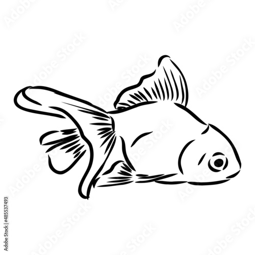 goldfish , hand drawing, vector illustration isolated on white background aquarium fish vector