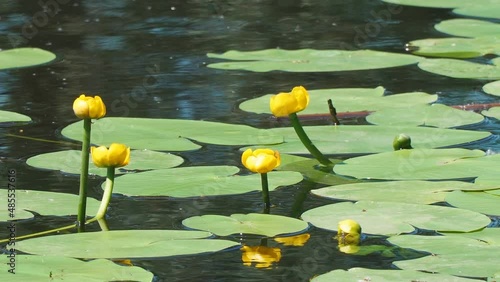 Thickets and flowers of yellow water lily in the pond. Beautiful water yellow lily flowers. Nuphar lutea. Camera panning