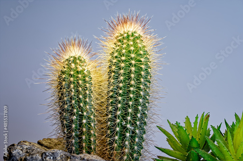Kaktus catus