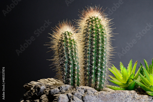 Kaktus catus photo