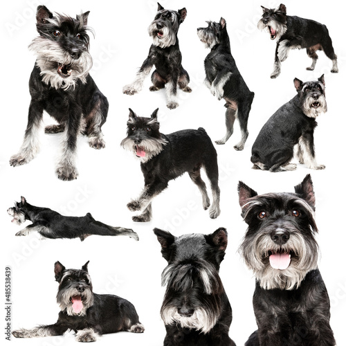 Fototapeta Naklejka Na Ścianę i Meble -  Collage about beautiful purebred dog with different emotions isolated over white background. Concept of beauty, breed, pets, animal life.