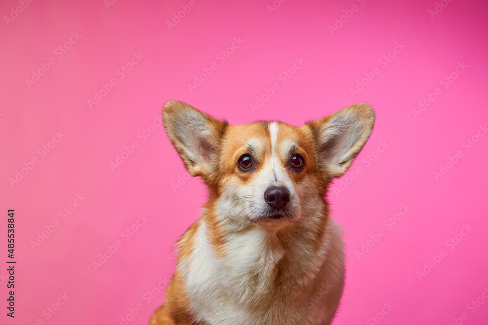 Cute studio portrait of a Welsh Corgi Pembroke dog on a pink background. Eared dog. Best friend. Cute studio portrait of a Welsh Corgi Pembroke dog on a pink background. Eared dog. Best friend.