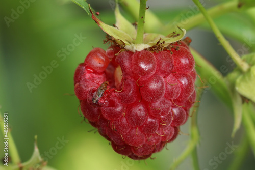 Drosophila suzukii also known as Spotted Wing Drosophila sits on a ripe raspberry next to a gnawed hole. Fruit fly with red eyes and a distinct dark spot near the tip of each wing by the male.