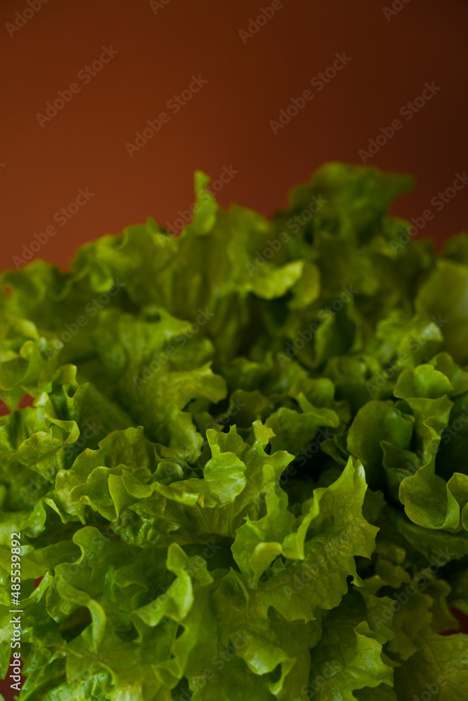Lettuce leaves on colored background Lettuce leaves on colored background