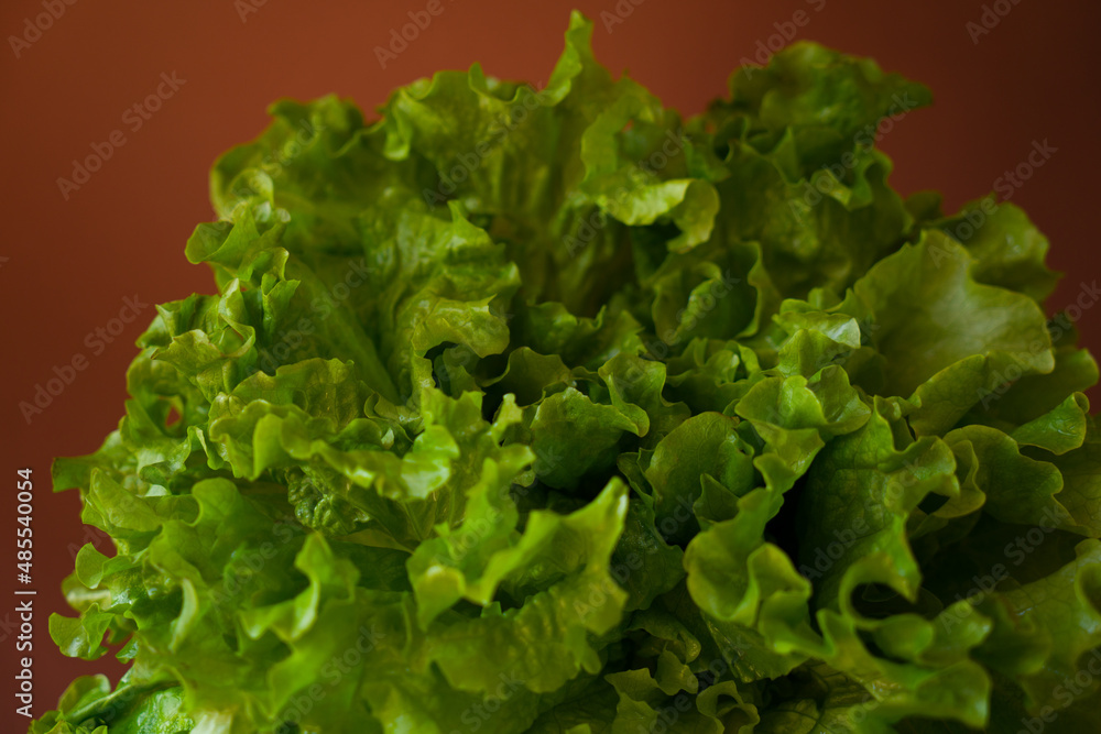 Lettuce leaves on colored background Lettuce leaves on colored background