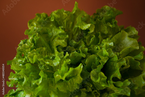 Lettuce leaves on colored background