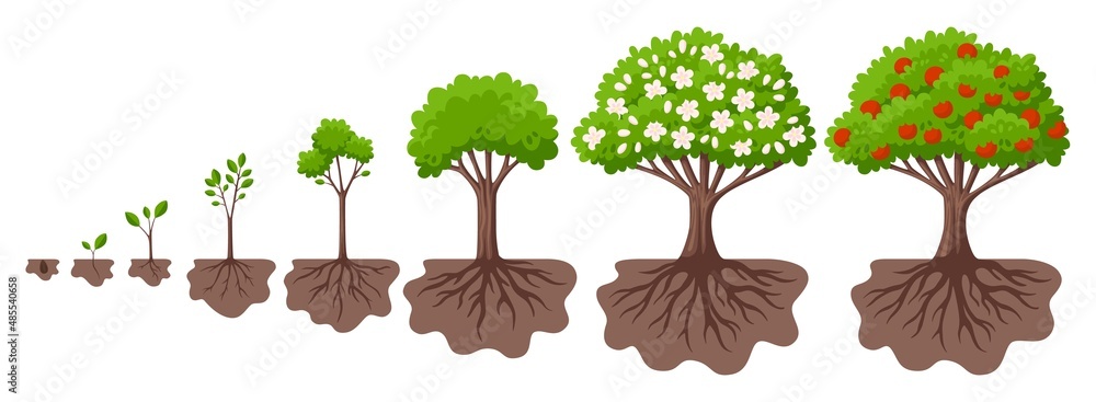 Tree growth cycle. Agriculture growing plant, apple bush change. Isolated planting concept, cartoon garden fruits blossom. Germinating seed, garish vector scene