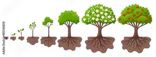 Tree growth cycle. Agriculture growing plant, apple bush change. Isolated planting concept, cartoon garden fruits blossom. Germinating seed, garish vector scene